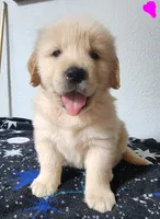 Goldy, a female Golden Retriever for sale in Spring, TX – Photo 1 of 9