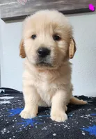 Goldy, a female Golden Retriever for sale in Spring, TX – Photo 5 of 9