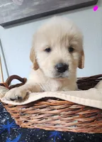 Goldy, a female Golden Retriever for sale in Spring, TX – Photo 7 of 9