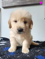 Goldy, a female Golden Retriever for sale in Spring, TX – Photo 2 of 9