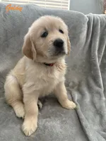 Goldy, a female Golden Retriever for sale in Spring, TX – 6 of 7
