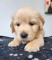 Rocky, a male Golden Retriever for sale in Spring, TX – Photo 2 of 7