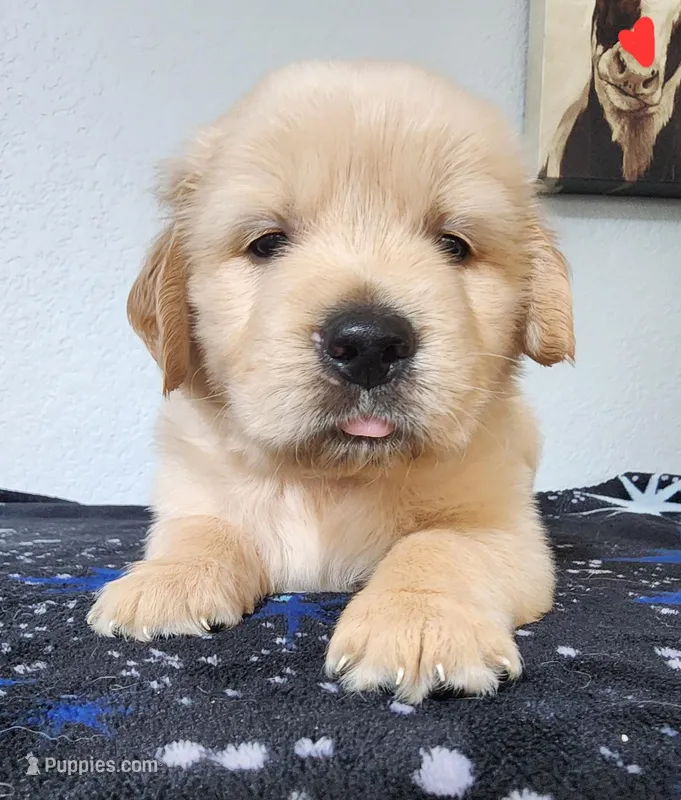 Rocky – Golden Retriever puppy for sale in Spring, TX