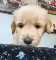 Rocky, a male Golden Retriever for sale in Spring, TX – Photo 4 of 7