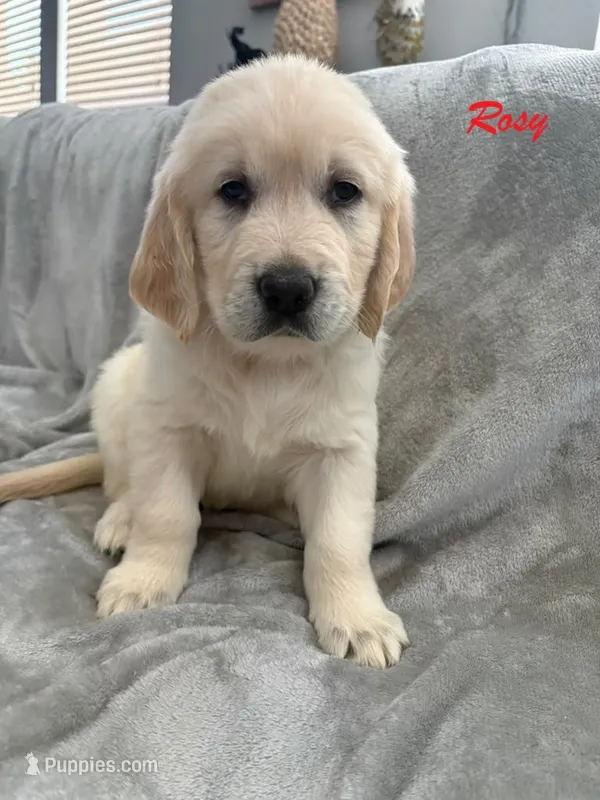 Rosy – Golden Retriever puppy for sale in Spring, TX