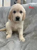 Rosy, a female Golden Retriever for sale in Spring, TX – 1 of 5