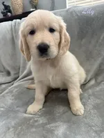 Lily, a female Golden Retriever for sale in Spring, TX – 7 of 9
