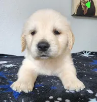 Teddy, a male Golden Retriever for sale in Spring, TX – Photo 5 of 10