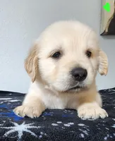 Teddy, a male Golden Retriever for sale in Spring, TX – Photo 4 of 10