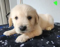 Teddy, a male Golden Retriever for sale in Spring, TX – Photo 8 of 10