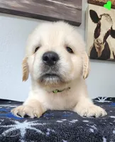 Teddy, a male Golden Retriever for sale in Spring, TX – Photo 2 of 10