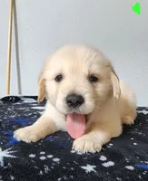 Teddy, a male Golden Retriever for sale in Spring, TX – Photo 1 of 10