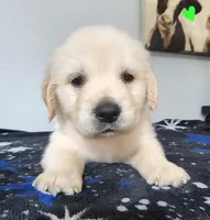 Teddy, a male Golden Retriever for sale in Spring, TX – Photo 3 of 10