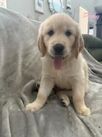 Pinky , a female Golden Retriever for sale in Spring, TX – 2 of 6