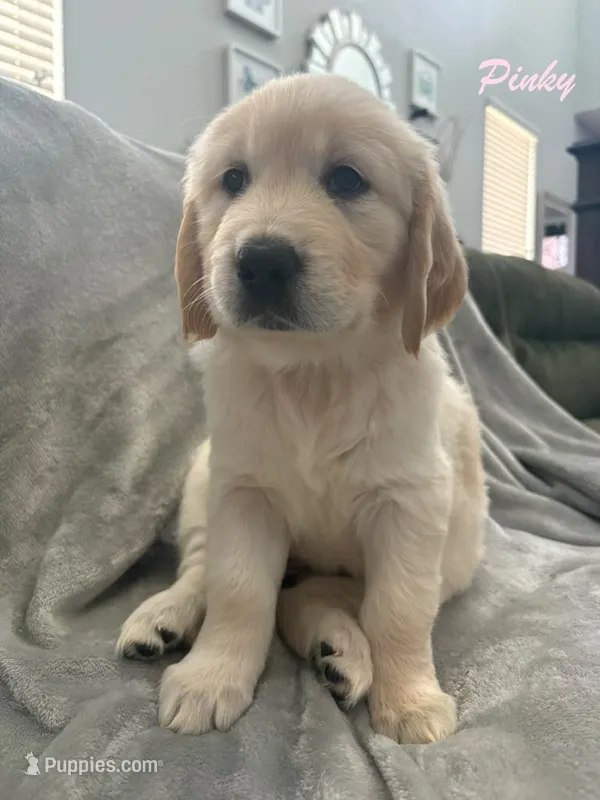 Pinky  – Golden Retriever puppy for sale in Spring, TX