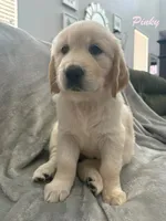 Pinky , a female Golden Retriever for sale in Spring, TX – 1 of 6