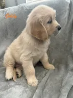Goldy, a female Golden Retriever for sale in Spring, TX – 4 of 7