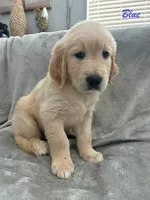 Blue, a male Golden Retriever for sale in Spring, TX – 8 of 9