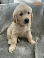 Goldy, a female Golden Retriever for sale in Spring, TX – 7 of 7