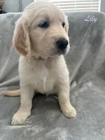 Lily, a female Golden Retriever for sale in Spring, TX – 6 of 9