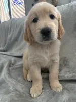 Blue, a male Golden Retriever for sale in Spring, TX – 6 of 9