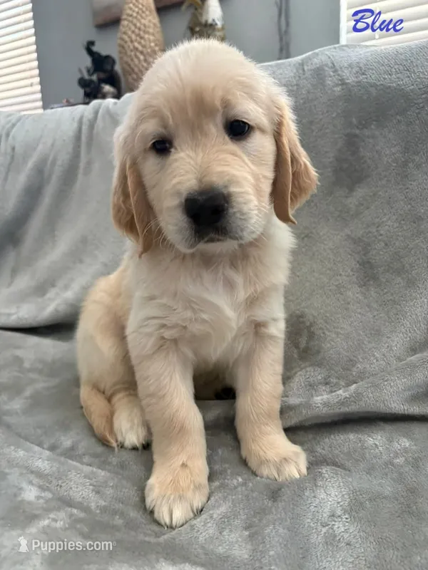 Blue – Golden Retriever puppy for sale in Spring, TX