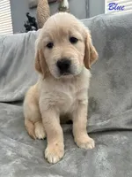 Blue, a male Golden Retriever for sale in Spring, TX – 1 of 9