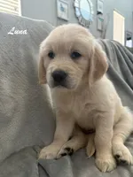 Luna, a female Golden Retriever for sale in Spring, TX – 2 of 6