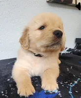 Hunter, a male Golden Retriever for sale in Spring, TX – Photo 2 of 7