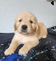 Hunter, a male Golden Retriever for sale in Spring, TX – Photo 3 of 7