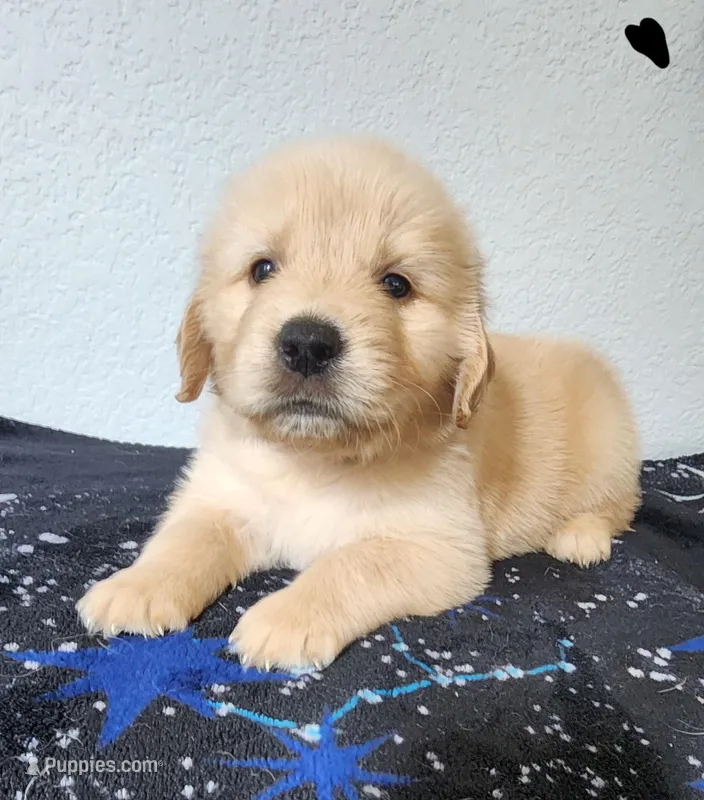Hunter – Golden Retriever puppy for sale in Spring, TX