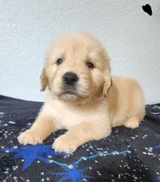 Hunter, a male Golden Retriever for sale in Spring, TX – Photo 1 of 7