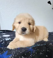 Hunter, a male Golden Retriever for sale in Spring, TX – Photo 4 of 7