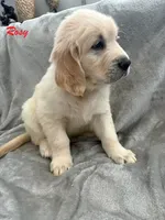 Rosy, a female Golden Retriever for sale in Spring, TX – 5 of 5