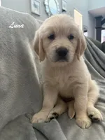 Luna, a female Golden Retriever for sale in Spring, TX – 1 of 6