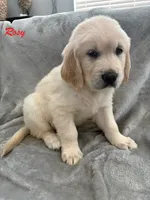 Rosy, a female Golden Retriever for sale in Spring, TX – 3 of 5