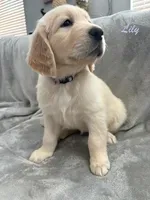 Lily, a female Golden Retriever for sale in Spring, TX – 2 of 9