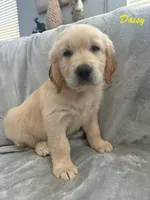 Daisy , a female Golden Retriever for sale in Spring, TX – 2 of 3