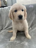 Lily, a female Golden Retriever for sale in Spring, TX – 8 of 9