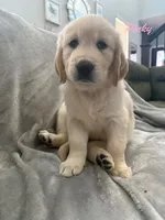 Pinky , a female Golden Retriever for sale in Spring, TX – 3 of 6