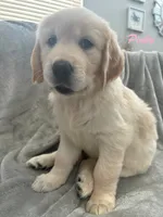 Pinky , a female Golden Retriever for sale in Spring, TX – 6 of 6