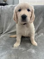 Lily, a female Golden Retriever for sale in Spring, TX – 1 of 9