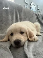 Luna, a female Golden Retriever for sale in Spring, TX – 5 of 6