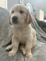 Pinky , a female Golden Retriever for sale in Spring, TX – 5 of 6