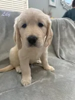 Lily, a female Golden Retriever for sale in Spring, TX – 5 of 9
