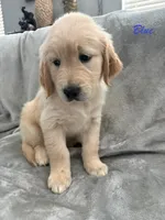 Blue, a male Golden Retriever for sale in Spring, TX – 5 of 9