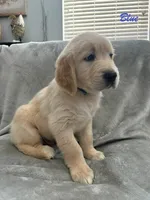 Blue, a male Golden Retriever for sale in Spring, TX – 4 of 9