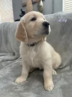 Lily, a female Golden Retriever for sale in Spring, TX – 4 of 9