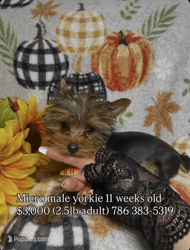 MYLO – Yorkshire Terrier puppy for sale in Miami, FL