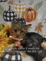 MYLO, a male Yorkshire Terrier for sale in Miami, FL – 1 of 4
